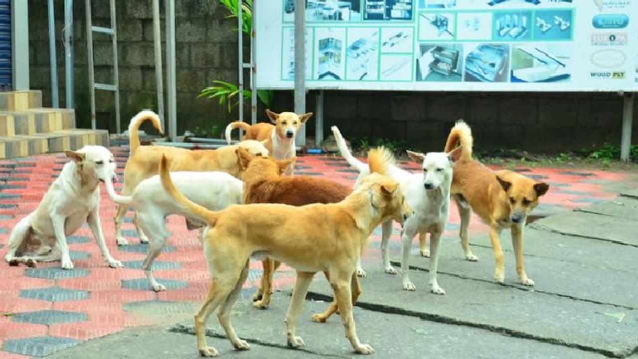 തെരുവ് നായ ആക്രമണം: വിദ്യാർഥികളടക്കം ഏഴ് പേർക്ക് കടിയേറ്റു തെരുവ് നായ ആക്രമണം: വിദ്യാർഥികളടക്കം ഏഴ് പേർക്ക് കടിയേറ്റു