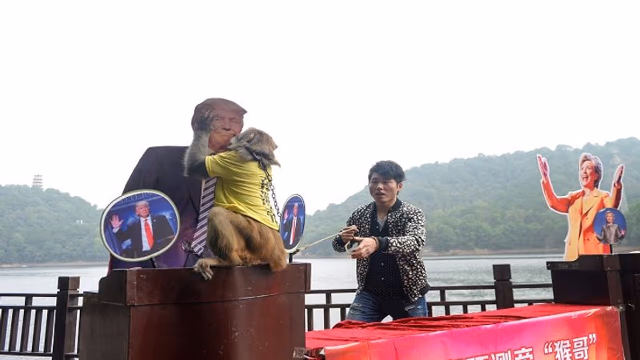 बड़ी बड़ी भविष्यवाणियां करता है ये बंदर, किया था ट्रंप की किस्मत का फैसला बड़ी बड़ी भविष्यवाणियां करता है ये बंदर, किया था ट्रंप की किस्मत का फैसला