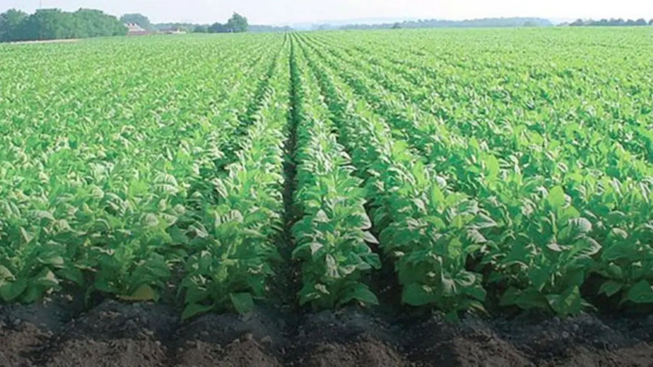 ತಂಬಾಕು ಬೆಳೆಗಾರರ ಸಮಸ್ಯೆ ಪರಿಹಾರಕ್ಕೆ ರೈತ ಮುಖಂಡರ ಆಗ್ರಹ ತಂಬಾಕು ಬೆಳೆಗಾರರ ಸಮಸ್ಯೆ ಪರಿಹಾರಕ್ಕೆ ರೈತ ಮುಖಂಡರ ಆಗ್ರಹ