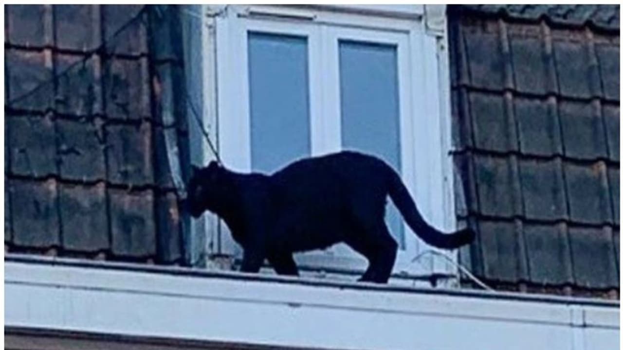 വീടിന്റെ മേല്ക്കൂരയില് കരിമ്പുലി വീഡിയോ വീടിന്റെ മേല്ക്കൂരയില് കരിമ്പുലി വീഡിയോ