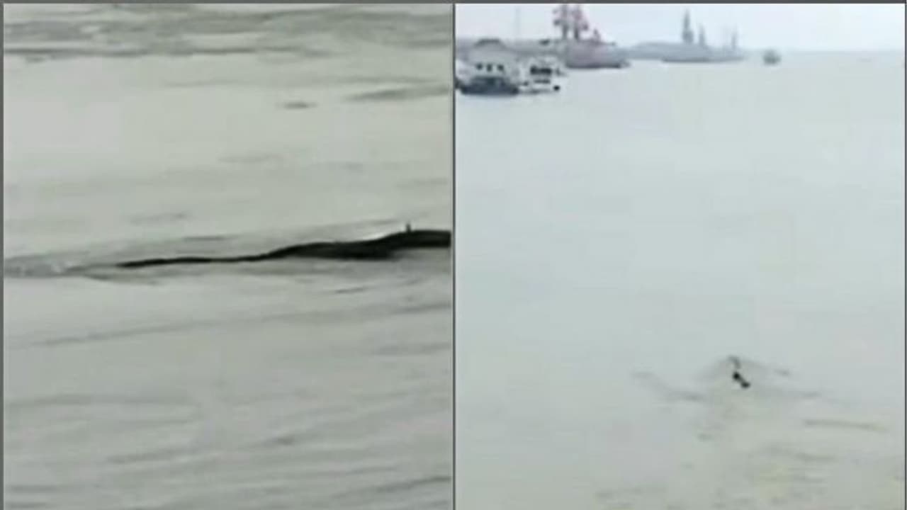 চিনের নদীতে রহস্যময় 'দৈত্য', দেখা গেল কালো রঙের ভয়ানক চেহারা, দেখুন ভিডিও চিনের নদীতে রহস্যময় 'দৈত্য', দেখা গেল কালো রঙের ভয়ানক চেহারা, দেখুন ভিডিও