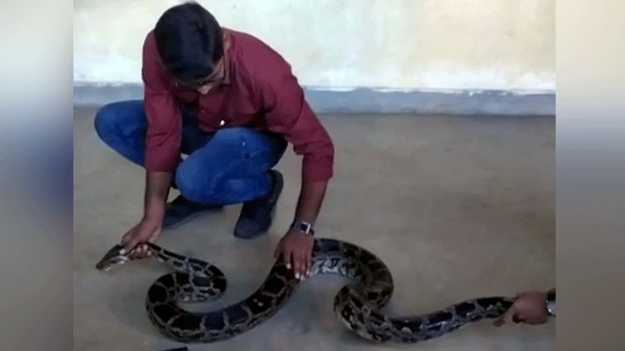 रातभर घर में बेड के नीचे था इतना लंबा अजगर, सुबह देखा तो...