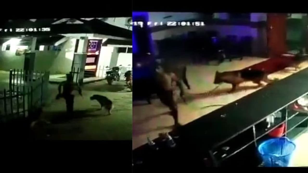 തൃശ്ശൂരിൽ ജർമ്മൻ ഷെപ്പേർഡ് നായകളുമായെത്തി യുവാക്കൾ ബാർ അടിച്ചുതകർത്തു തൃശ്ശൂരിൽ ജർമ്മൻ ഷെപ്പേർഡ് നായകളുമായെത്തി യുവാക്കൾ ബാർ അടിച്ചുതകർത്തു