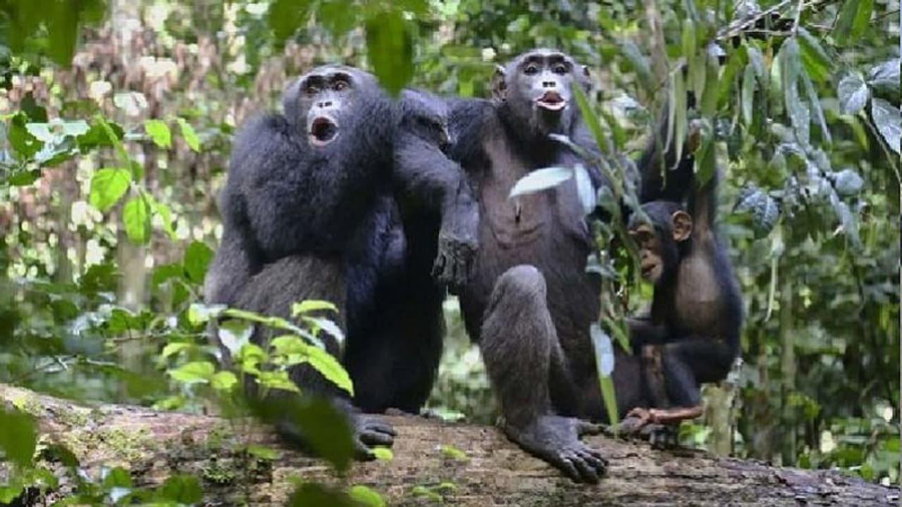 ಅಕ್ರಮ ಹಣ ವರ್ಗಾವಣೆ ಕೇಸಲ್ಲಿ ಚಿಂಪಾಂಜಿ, ಮಂಗ ಜಪ್ತಿ!