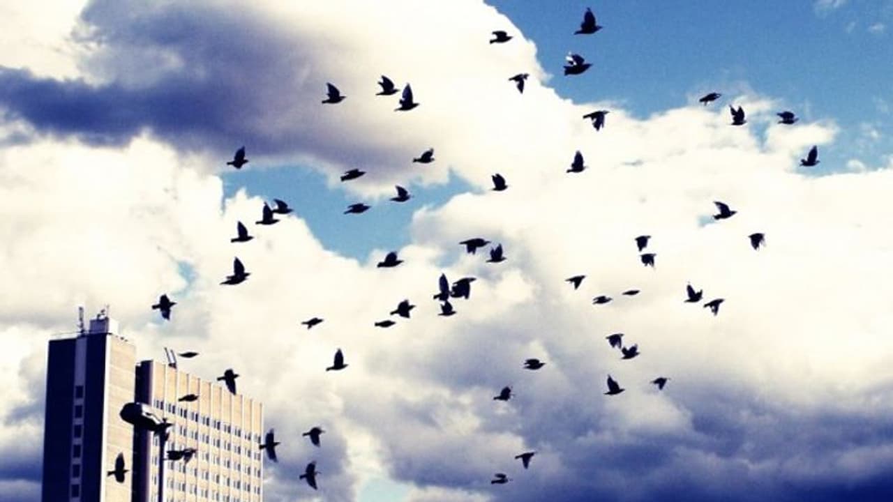 यहां आसमान में अब नहीं दिखते परिंदे, 50 साल में तीन अरब हुए गायब यहां आसमान में अब नहीं दिखते परिंदे, 50 साल में तीन अरब हुए गायब