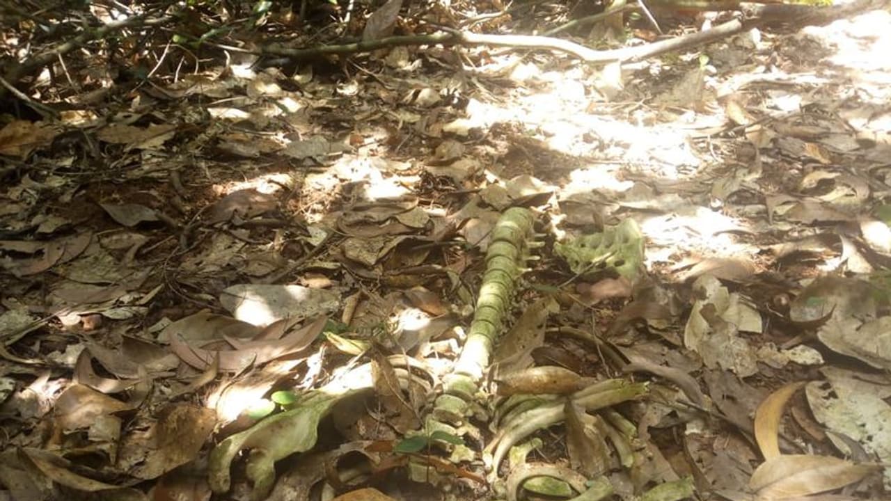 കോഴിക്കോട് ഒളവണ്ണയിൽ ഒഴിഞ്ഞ പറമ്പിൽ അസ്ഥികൂടം, പൊലീസ് അന്വേഷണം തുടങ്ങി കോഴിക്കോട് ഒളവണ്ണയിൽ ഒഴിഞ്ഞ പറമ്പിൽ അസ്ഥികൂടം, പൊലീസ് അന്വേഷണം തുടങ്ങി