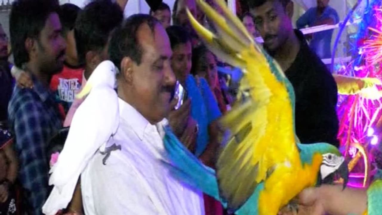 മെക്കാവോ ശ്രദ്ധാകേന്ദ്രം; പ്രളയത്തെ അതിജീവിച്ച നാടിന് കൗതുക കാഴ്ചകൾ സമ്മാനിച്ച് മുസിരിസ് മേള മെക്കാവോ ശ്രദ്ധാകേന്ദ്രം; പ്രളയത്തെ അതിജീവിച്ച നാടിന് കൗതുക കാഴ്ചകൾ സമ്മാനിച്ച് മുസിരിസ് മേള