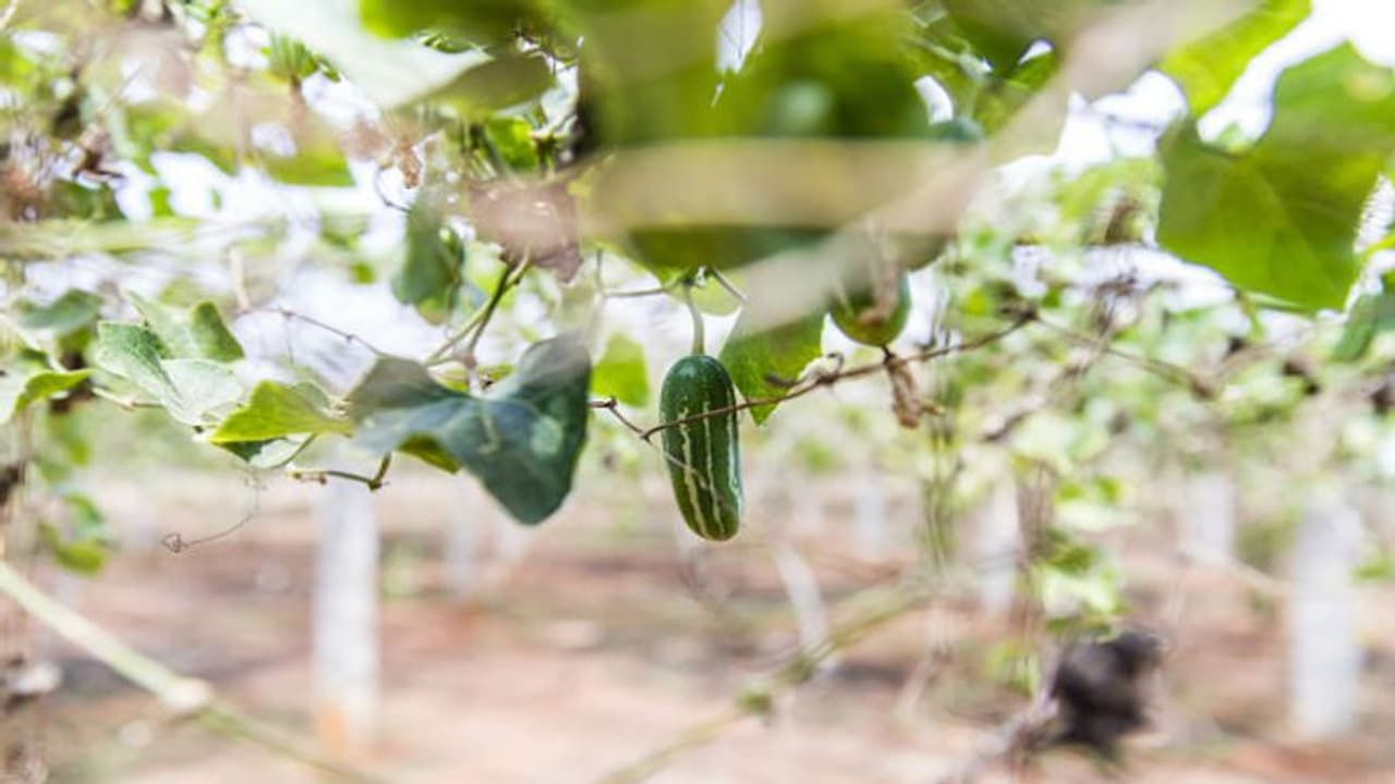 পুজোতে শরীর ভালো রাখতে চাল কুমড়ো খান জমিয়ে পুজোতে শরীর ভালো রাখতে চাল কুমড়ো খান জমিয়ে