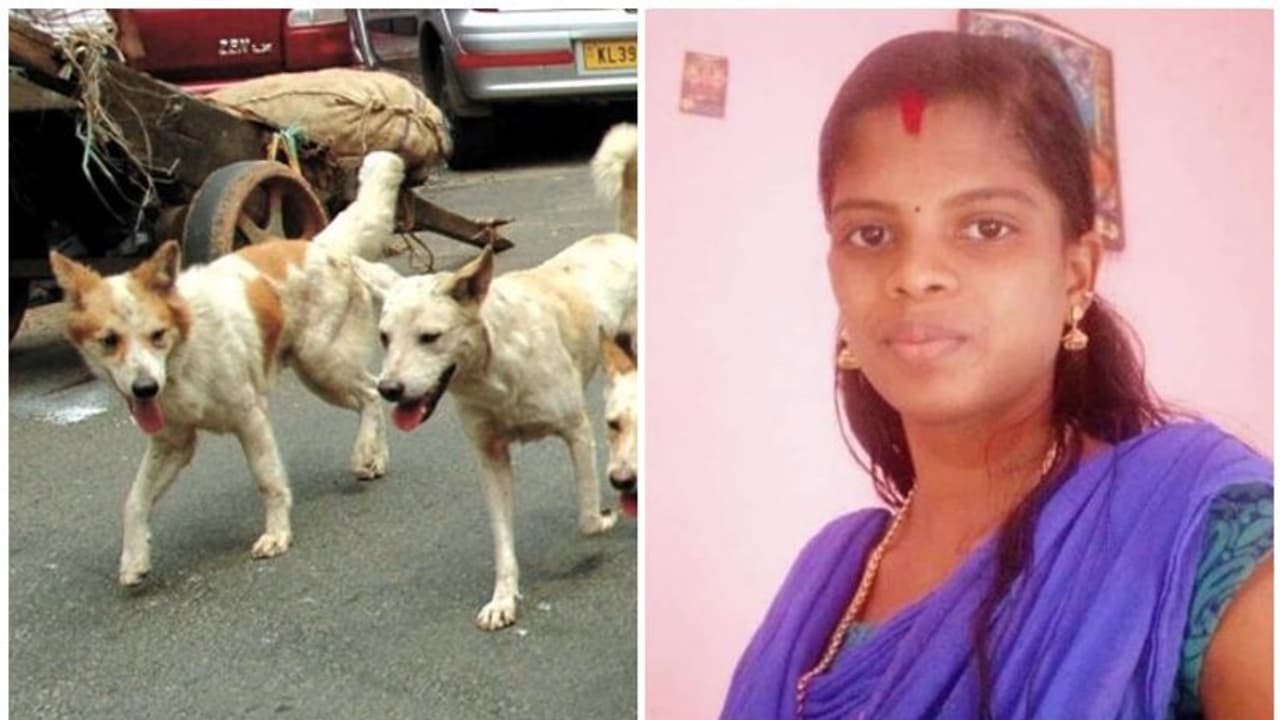 തെരുവുനായ കുറുകെ ചാടി; ബൈക്കില് നിന്നും വീണ യുവതിക്ക് ദാരുണാന്ത്യം തെരുവുനായ കുറുകെ ചാടി; ബൈക്കില് നിന്നും വീണ യുവതിക്ക് ദാരുണാന്ത്യം