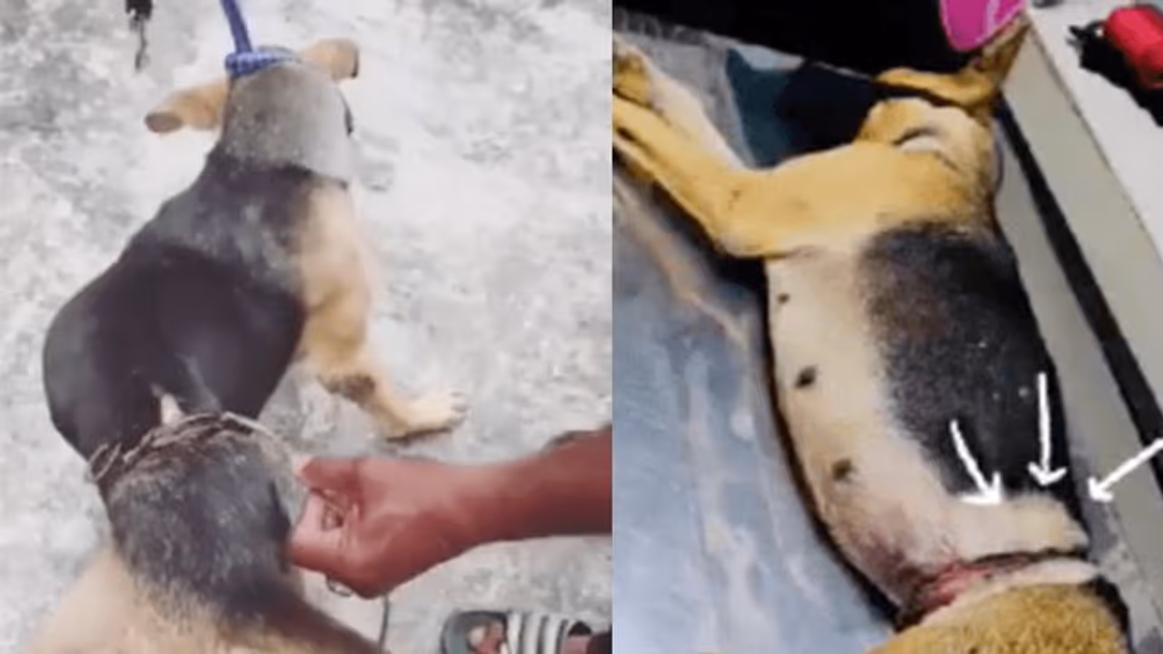 कुत्ते को टॉर्चर करने को जानवर बने लोग