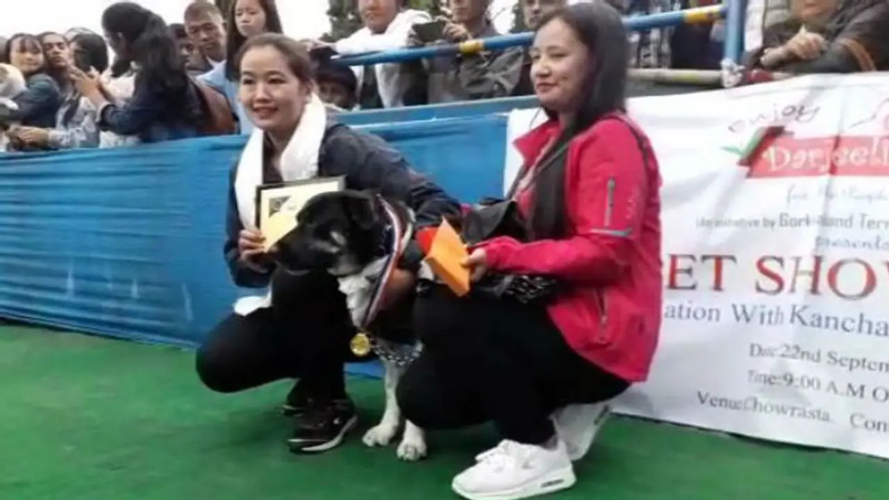 চিতার উপর ঝাঁপিয়ে পড়ে মালকিনকে রক্ষা, দার্জিলিংয়ে সম্মানিত টাইগার চিতার উপর ঝাঁপিয়ে পড়ে মালকিনকে রক্ষা, দার্জিলিংয়ে সম্মানিত টাইগার