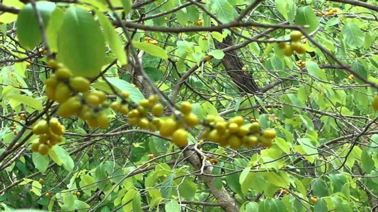 हैरान करने वाला पौधा, पत्तियों पर कुछ भी लिखें, उभरकर आ जाता है हैरान करने वाला पौधा, पत्तियों पर कुछ भी लिखें, उभरकर आ जाता है