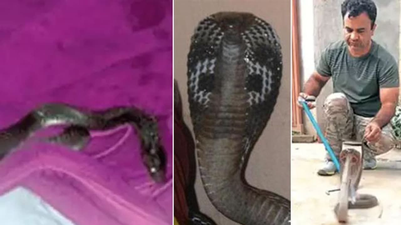 रात 12.30 बजे मां ने बच्चों को बेड पर सुलाया, तभी बिस्तर में कोबरा घुस आया रात 12.30 बजे मां ने बच्चों को बेड पर सुलाया, तभी बिस्तर में कोबरा घुस आया