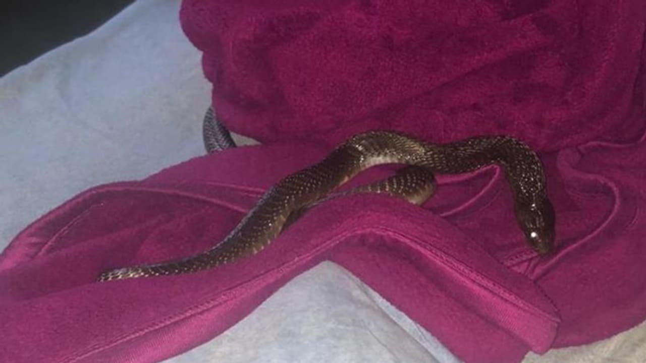 പാതിരാത്രിയില് മകന്റെ തലയിണയില് ആറടി മൂര്ഖന്; ഞെട്ടിയുണര്ന്ന് അമ്മ പാതിരാത്രിയില് മകന്റെ തലയിണയില് ആറടി മൂര്ഖന്; ഞെട്ടിയുണര്ന്ന് അമ്മ