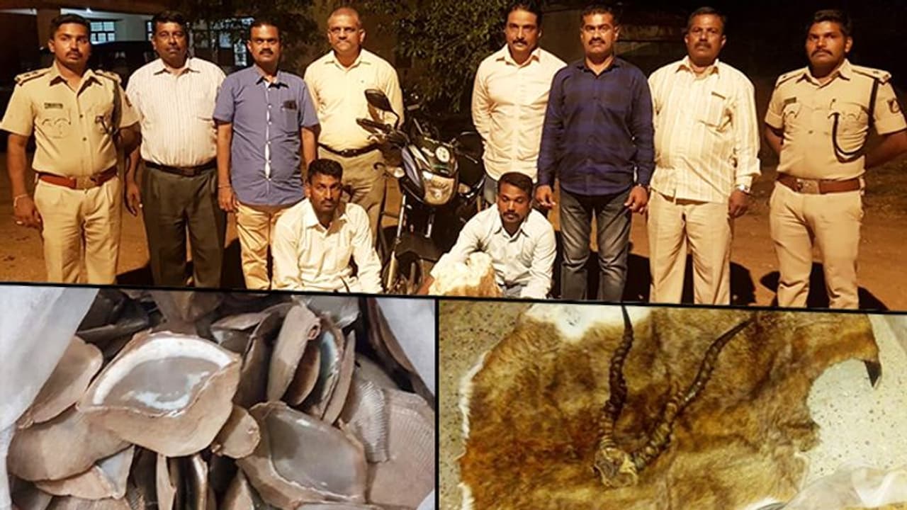 Exclusive: CID Forest Cell arrests 2, seizes blackbuck skin, horns and pangolin scales Exclusive: CID Forest Cell arrests 2, seizes blackbuck skin, horns and pangolin scales