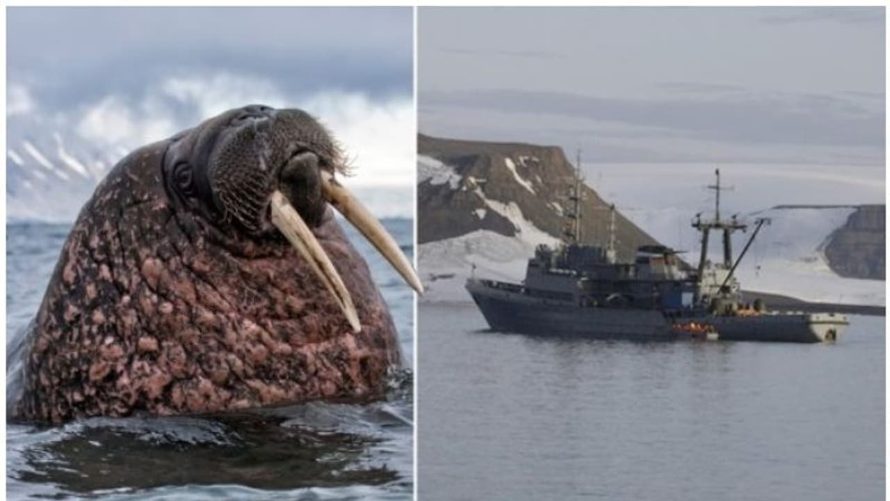 കുഞ്ഞുങ്ങളെ രക്ഷിക്കാൻ വേണ്ടി റഷ്യൻ നേവി ബോട്ട് കുത്തിമറിച്ച് നീർക്കുതിര കുഞ്ഞുങ്ങളെ രക്ഷിക്കാൻ വേണ്ടി റഷ്യൻ നേവി ബോട്ട് കുത്തിമറിച്ച് നീർക്കുതിര