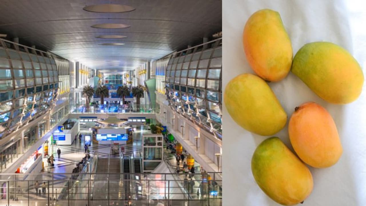 দুবাই বিমানবন্দরে দুটি আম চুরি করে বিপাকে ভারতীয়, জরিমানার পাশাপাশি দেশে ফেরানোর নির্দেশ আদালতের দুবাই বিমানবন্দরে দুটি আম চুরি করে বিপাকে ভারতীয়, জরিমানার পাশাপাশি দেশে ফেরানোর নির্দেশ আদালতের