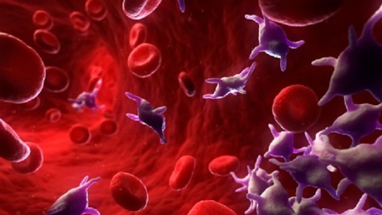 எவ்வளவு சாப்பிட்டாலும் இரத்தக் குழாய்களில் கொழுப்பு சேராமல் இருக்க என்ன செய்ய வேண்டும் தெரியுமா..? எவ்வளவு சாப்பிட்டாலும் இரத்தக் குழாய்களில் கொழுப்பு சேராமல் இருக்க என்ன செய்ய வேண்டும் தெரியுமா..?