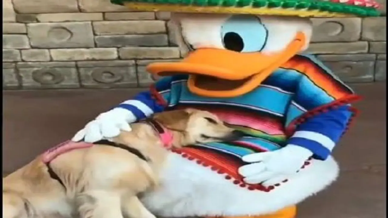 ಡೊನಾಲ್ಡ್ ಡಕ್ ಮಡಿಲಲ್ಲಿ ತುಂಟ ಶ್ವಾನ, ವೈರಲ್ ವಿಡಿಯೋ ನೋಡಿದವರೇ ಧನ್ಯ ಡೊನಾಲ್ಡ್ ಡಕ್ ಮಡಿಲಲ್ಲಿ ತುಂಟ ಶ್ವಾನ, ವೈರಲ್ ವಿಡಿಯೋ ನೋಡಿದವರೇ ಧನ್ಯ