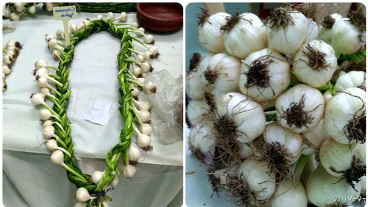 വട്ടവടയില് വ്യത്യസ്തമായി കൃഷി വകുപ്പിന്റെ വെളുത്തുള്ളി പ്രദര്ശനം വട്ടവടയില് വ്യത്യസ്തമായി കൃഷി വകുപ്പിന്റെ വെളുത്തുള്ളി പ്രദര്ശനം