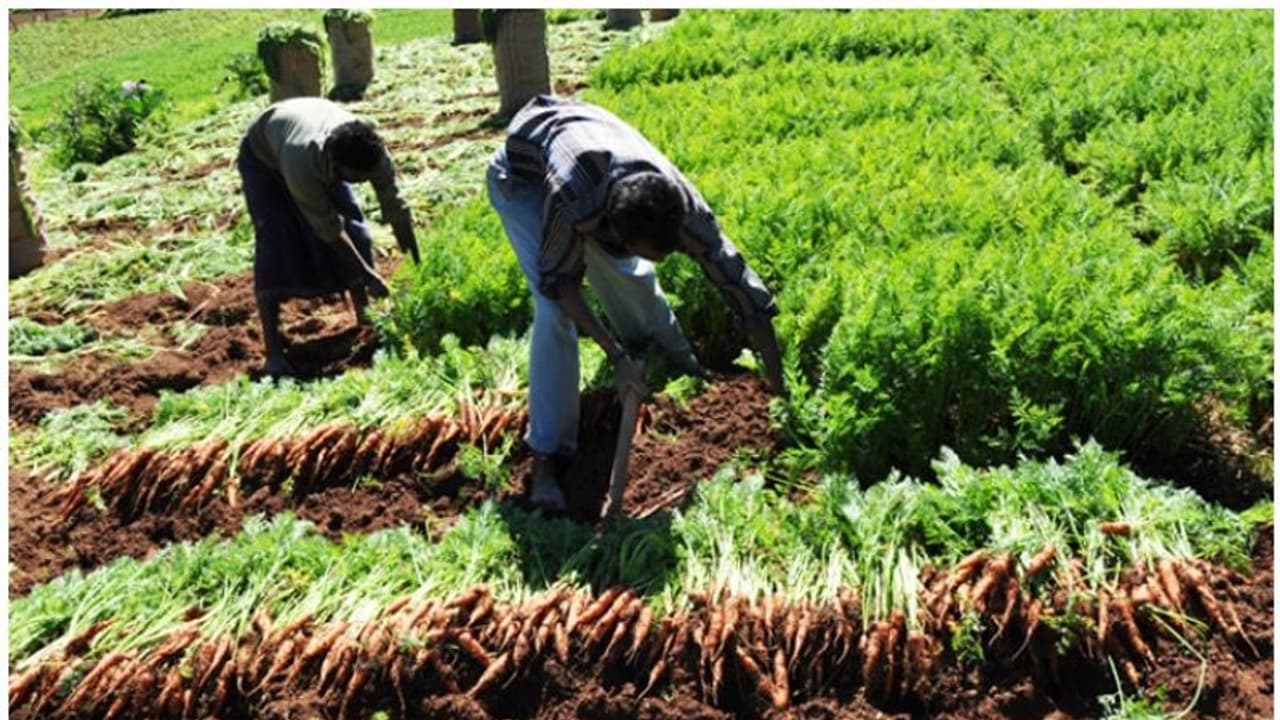 വട്ടവടയില് ശീതകാല പച്ചക്കറി കര്ഷകര്ക്കായി സര്ക്കാര് നടപ്പിലാക്കിയ പദ്ധതിയില് അഴിമതിയെന്ന് സിപിഐഎം വട്ടവടയില് ശീതകാല പച്ചക്കറി കര്ഷകര്ക്കായി സര്ക്കാര് നടപ്പിലാക്കിയ പദ്ധതിയില് അഴിമതിയെന്ന് സിപിഐഎം