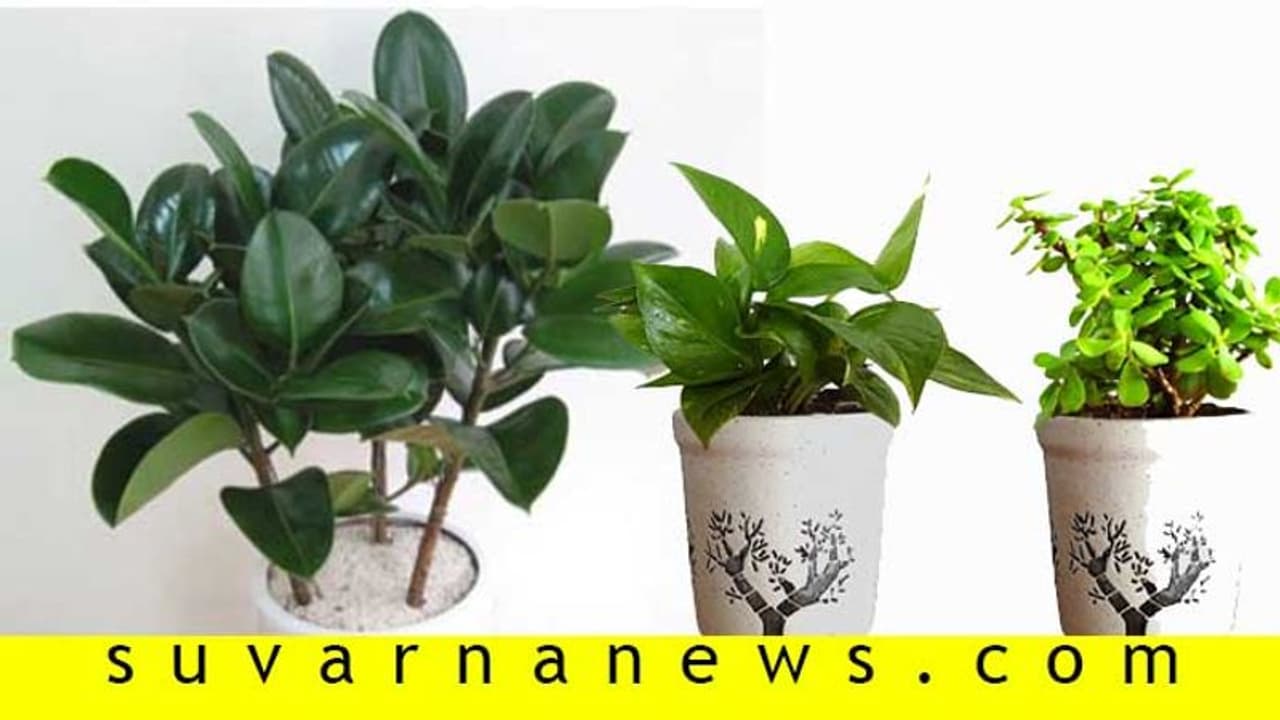 ಮನೆ ಹಾಗೂ ಕಚೇರಿಗೆ ಸಂತೋಷ ಸಮೃದ್ಧಿ ತರೋ ಸಸ್ಯಗಳಿವು! ಮನೆ ಹಾಗೂ ಕಚೇರಿಗೆ ಸಂತೋಷ ಸಮೃದ್ಧಿ ತರೋ ಸಸ್ಯಗಳಿವು!
