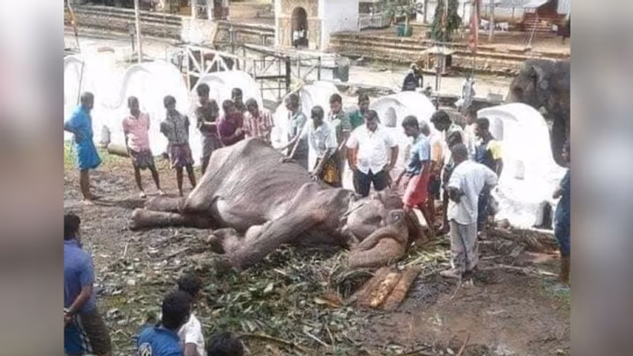 70 साल लोहे की जंजीर से बंधी रही हथिनी, महावत ने कर दिया था ऐसा हाल 70 साल लोहे की जंजीर से बंधी रही हथिनी, महावत ने कर दिया था ऐसा हाल