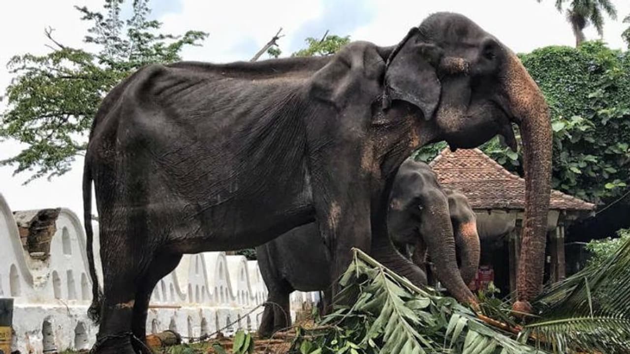 ಛೀ... ಆಗಲ್ಲ ಅಂದ್ರು ಪರೇಡ್ ಗೆ ಕಳಿಸಿ ನನ್ನ ಕೊಂದ್ರಾ ದುರುಳರಾ.. ಇದು ಆನೆ ಕಣ್ಣೀರ ಕತೆ ಛೀ... ಆಗಲ್ಲ ಅಂದ್ರು ಪರೇಡ್ ಗೆ ಕಳಿಸಿ ನನ್ನ ಕೊಂದ್ರಾ ದುರುಳರಾ.. ಇದು ಆನೆ ಕಣ್ಣೀರ ಕತೆ