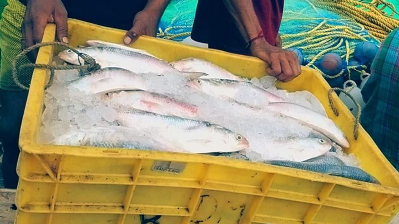 Fresh Padma Hilsa sold for Rs 2,000 at Kolkata Lake Market on the day of Mahalaya