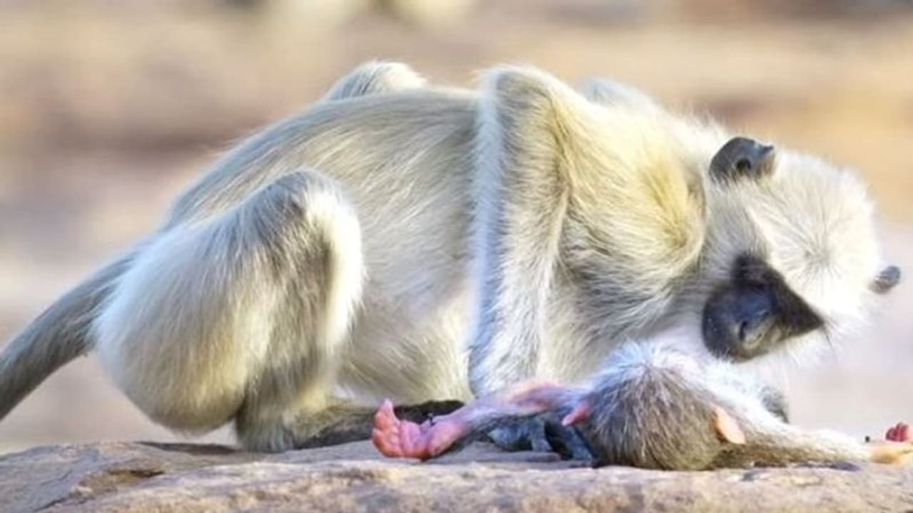 മക്കൾ മരിച്ചാൽ മനുഷ്യർ സങ്കടപ്പെടും, കുരങ്ങുകളോ..? ആരുടെയും കണ്ണ് നനയുന്ന ചില ദൃശ്യങ്ങള്‍...