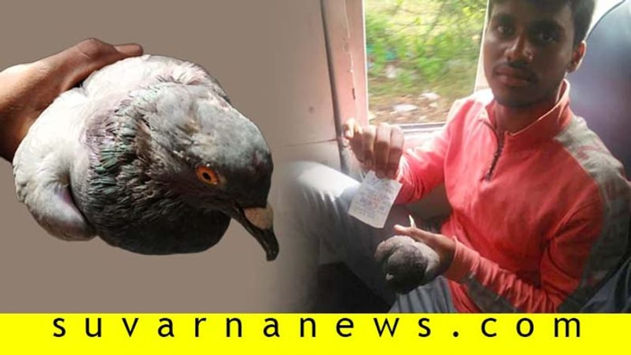 ಪಾರಿವಾಳಕ್ಕೂ ಟಿಕೆಟ್ ಕೊಟ್ಟ ನಿರ್ವಾಹಕ: ವಿದ್ಯಾರ್ಥಿ ಫುಲ್ ಶಾಕ್! ಪಾರಿವಾಳಕ್ಕೂ ಟಿಕೆಟ್ ಕೊಟ್ಟ ನಿರ್ವಾಹಕ: ವಿದ್ಯಾರ್ಥಿ ಫುಲ್ ಶಾಕ್!