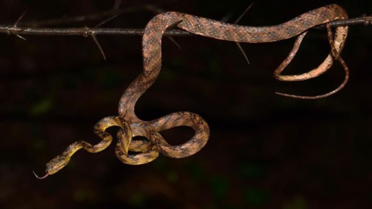 শিবসেনা প্রধানের ছেলের নামে সাপের নামকরণ, কেন জানেন... শিবসেনা প্রধানের ছেলের নামে সাপের নামকরণ, কেন জানেন...