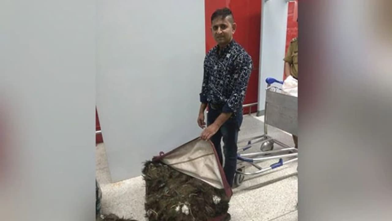 ദില്ലിയിൽ 49 കിലോ മയിൽപ്പീലികളുമായി യുവാവ് പിടിയിൽ ദില്ലിയിൽ 49 കിലോ മയിൽപ്പീലികളുമായി യുവാവ് പിടിയിൽ