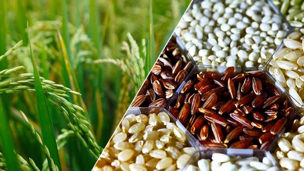 കുത്തരിച്ചോറുണ്ണും മുമ്പ് ഇതുകൂടി അറിയണം