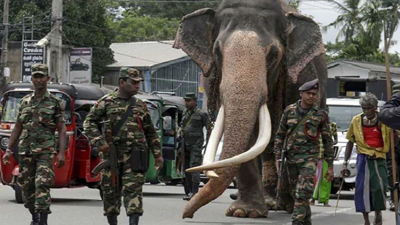 ಶ್ರೀಲಂಕಾದ ಎತ್ತರದ ಆನೆಗೆ ದಿನದ 24 ಗಂಟೆ ಭದ್ರತೆ! ಶ್ರೀಲಂಕಾದ ಎತ್ತರದ ಆನೆಗೆ ದಿನದ 24 ಗಂಟೆ ಭದ್ರತೆ!