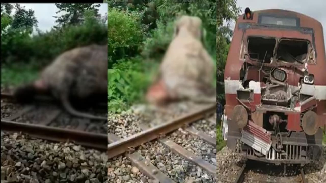 పట్టాలు దాటుతున్న ఏనుగును ఢీకొట్టిన రైలు