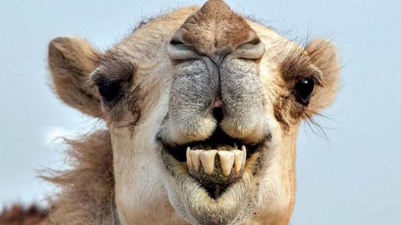 महिला ने ऊंट को दांत से काटकर किया घायल, जान बचाने को देना पड़ा एंटीबायोटिक