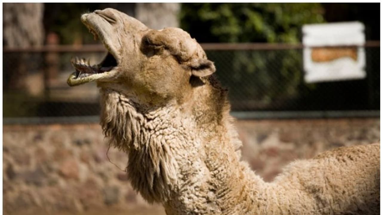 ഒട്ടകത്തിന്റെ വൃഷണത്തിൽ കടിച്ചു മുറിവേൽപ്പിച്ച് വൃദ്ധ, സംഭവം പട്ടിയെ രക്ഷിക്കാനുള്ള ശ്രമത്തിനിടെ ഒട്ടകത്തിന്റെ വൃഷണത്തിൽ കടിച്ചു മുറിവേൽപ്പിച്ച് വൃദ്ധ, സംഭവം പട്ടിയെ രക്ഷിക്കാനുള്ള ശ്രമത്തിനിടെ