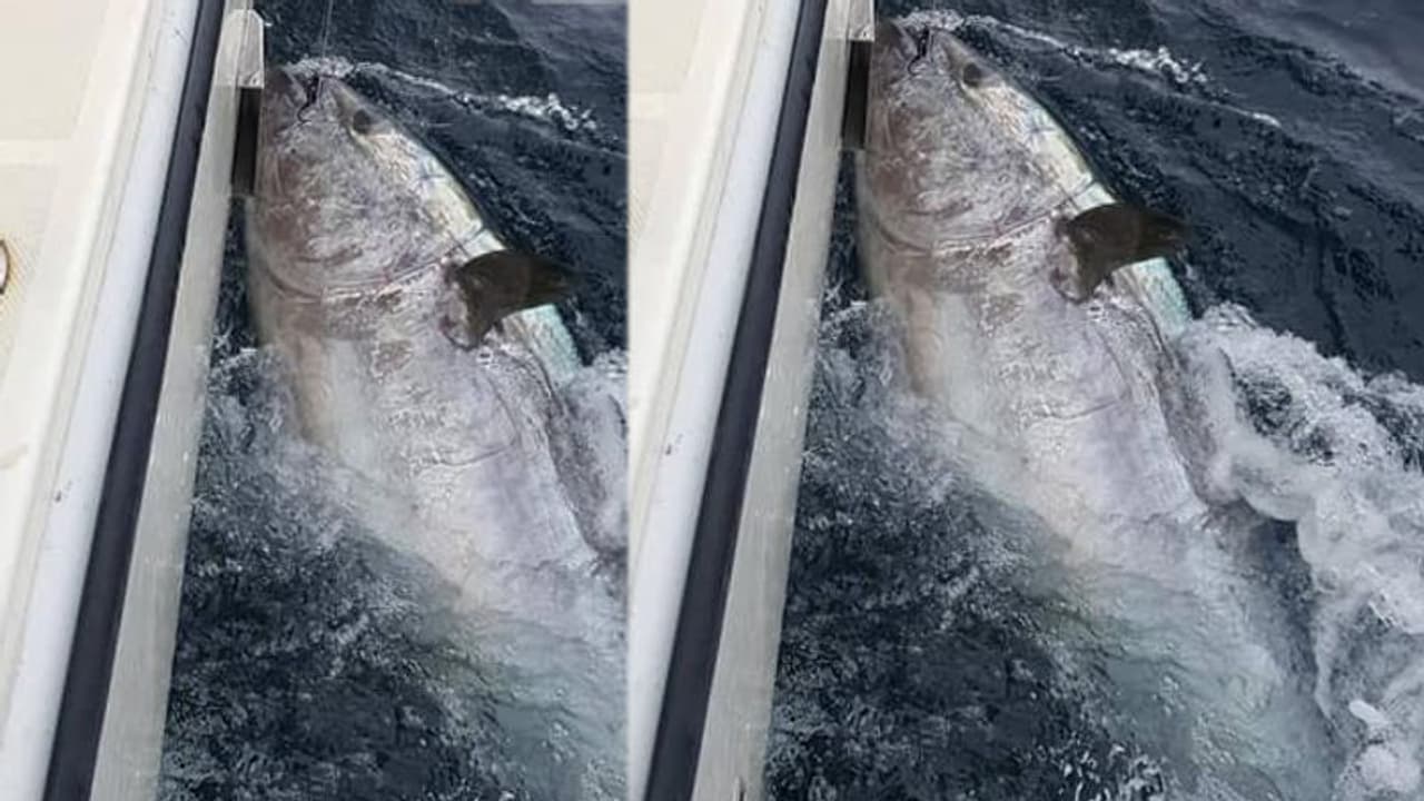 ചൂണ്ടയില് കുടുങ്ങിയ 23.19 കോടിയുടെ മത്സ്യത്തെ കടലിലേക്ക് തുറന്ന് വിട്ട് യുവാവ്; കാരണം രസകരം ചൂണ്ടയില് കുടുങ്ങിയ 23.19 കോടിയുടെ മത്സ്യത്തെ കടലിലേക്ക് തുറന്ന് വിട്ട് യുവാവ്; കാരണം രസകരം