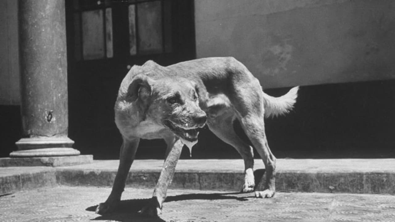 യഥാസമയം വാക്സീനെടുത്തിട്ടും വീണ്ടും പേവിഷബാധ; ഏഴ് വയസുകാരിയെ എസ്എടി ആശുപത്രിയിൽ പ്രവേശിപ്പിച്ചു