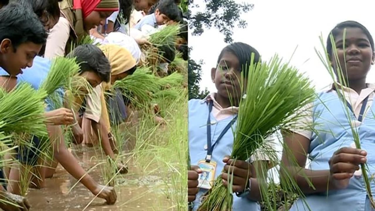 'ഞാറുനടീൽ മുതൽ കൊയ്ത്തു വരെ'; വിദ്യാർത്ഥികളെ നെല്ക്കൃഷി പഠിപ്പിക്കാൻ പുതിയ പദ്ധതി 'ഞാറുനടീൽ മുതൽ കൊയ്ത്തു വരെ'; വിദ്യാർത്ഥികളെ നെല്ക്കൃഷി പഠിപ്പിക്കാൻ പുതിയ പദ്ധതി