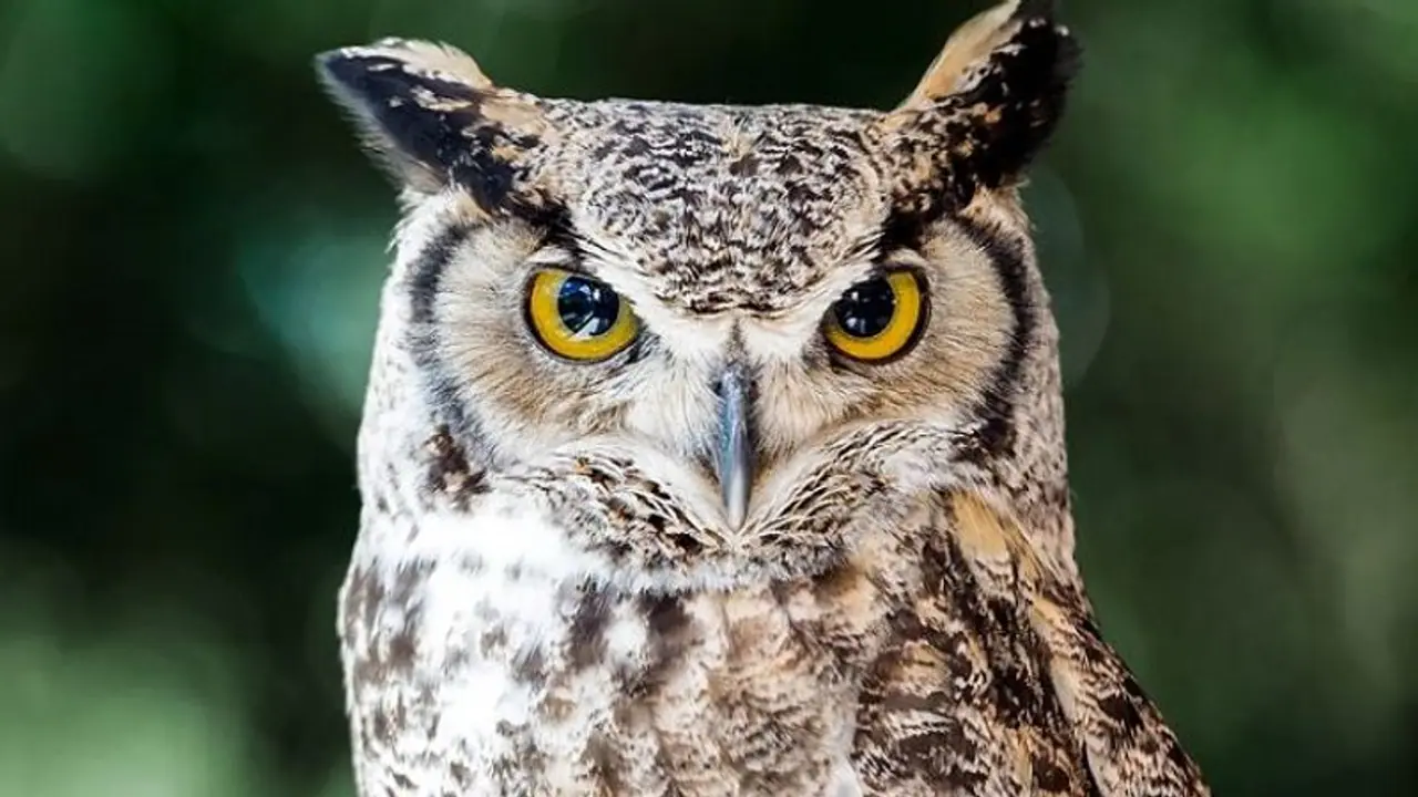 ಚಿಕ್ಕಮಗಳೂರು: ಕಾಡು ಗೂಬೆಗಳ ಮಾರಾಟ, 7 ಮಂದಿ ಬಂಧನ ಚಿಕ್ಕಮಗಳೂರು: ಕಾಡು ಗೂಬೆಗಳ ಮಾರಾಟ, 7 ಮಂದಿ ಬಂಧನ