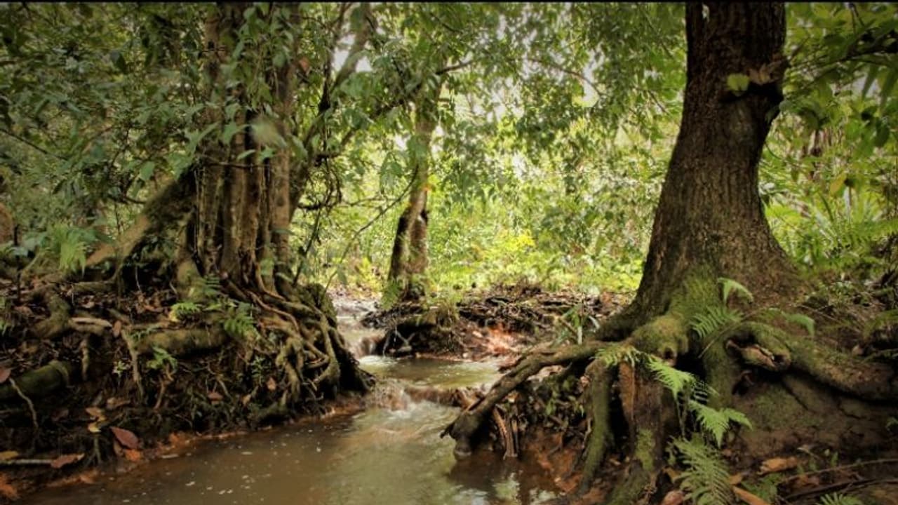 സ്വാഭാവിക വനം നശിപ്പിച്ച് തേക്ക് നടാനുള്ള വനംവകുപ്പ് തീരുമാനത്തിനെതിരെ പ്രതിഷേധം ശക്തമാകുന്നു സ്വാഭാവിക വനം നശിപ്പിച്ച് തേക്ക് നടാനുള്ള വനംവകുപ്പ് തീരുമാനത്തിനെതിരെ പ്രതിഷേധം ശക്തമാകുന്നു