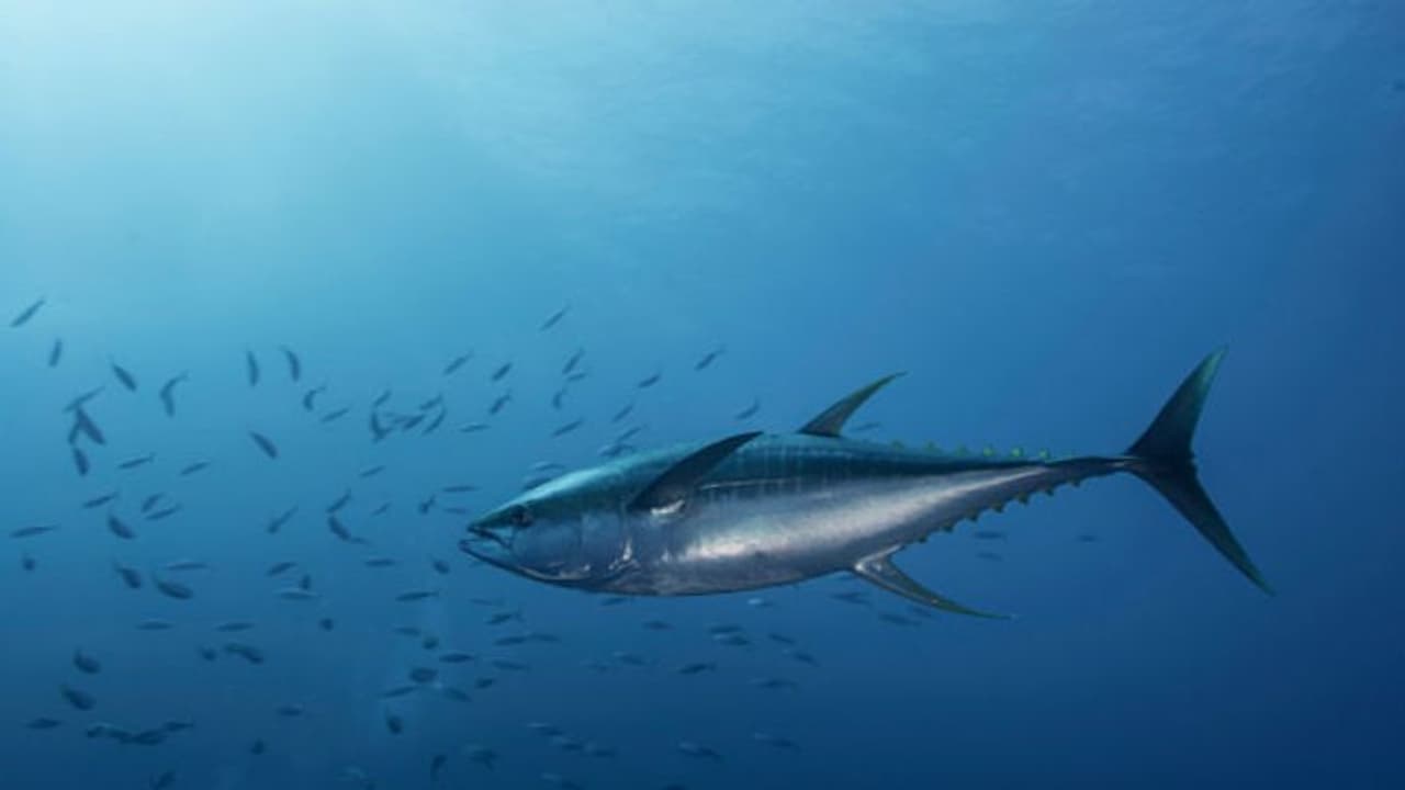 ನಾಪೋಕ್ಲು ಮೀನು ಮಾರುಕಟ್ಟೆಯಲ್ಲಿ ಗಮನ ಸೆಳೆದ ಭಾರಿ ಗಾತ್ರದ ಮೀನು ನಾಪೋಕ್ಲು ಮೀನು ಮಾರುಕಟ್ಟೆಯಲ್ಲಿ ಗಮನ ಸೆಳೆದ ಭಾರಿ ಗಾತ್ರದ ಮೀನು