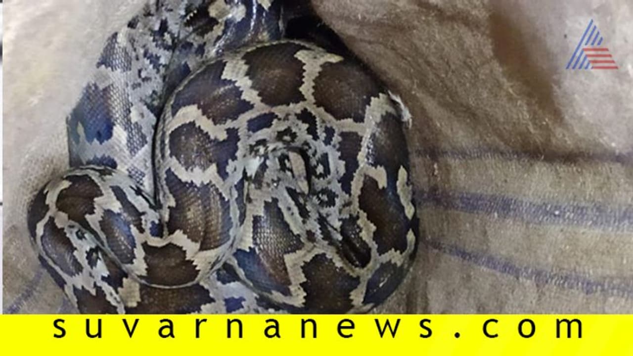 ಬೆಂಗಳೂರು : ರೈಲಿನಲ್ಲಿ 10 ಅಡಿ ಉದ್ದದ ಜೀವಂತ ಹೆಬ್ಬಾವು ಪತ್ತೆ! ಬೆಂಗಳೂರು : ರೈಲಿನಲ್ಲಿ 10 ಅಡಿ ಉದ್ದದ ಜೀವಂತ ಹೆಬ್ಬಾವು ಪತ್ತೆ!