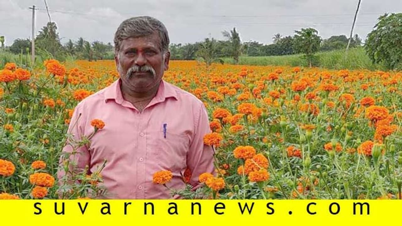 ಚೆಂಡು ಹೂವು ಬೆಳೆದು ಲಕ್ಷ ಲಕ್ಷ ಎಣಿಸುತ್ತಿರುವ ಚುಂಚನೂರಿನ ಮೇಷ್ಟ್ರು! ಚೆಂಡು ಹೂವು ಬೆಳೆದು ಲಕ್ಷ ಲಕ್ಷ ಎಣಿಸುತ್ತಿರುವ ಚುಂಚನೂರಿನ ಮೇಷ್ಟ್ರು!