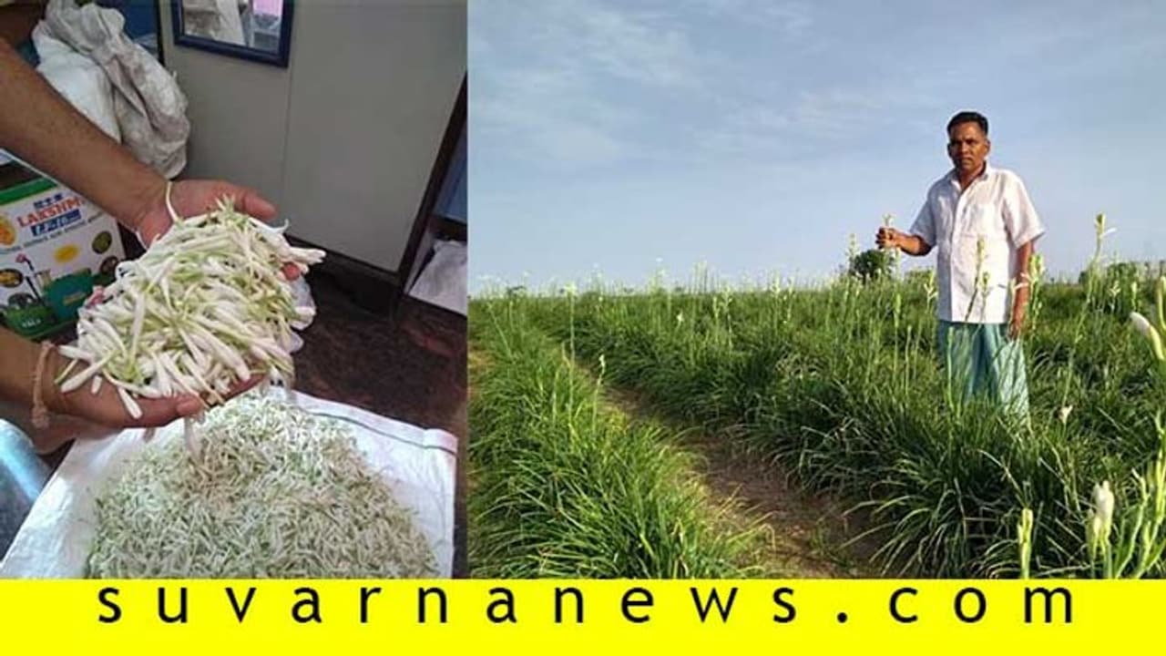 ಪಾಳು ಭೂಮಿಯಲ್ಲಿ ಹೂವು ಬೆಳೆದ ಲಾಯರ್‌!