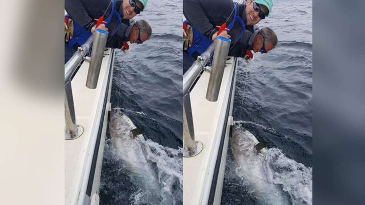 ऐसी दिखती है 23 करोड़ की मछली ऐसी दिखती है 23 करोड़ की मछली