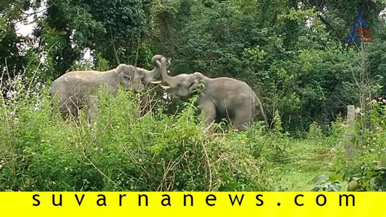 ಮಲೆನಾಡು ಭಾಗದಲ್ಲಿ ಹೆಚ್ಚಿದ ಕಾಡಾನೆಗಳ ಹಾವಳಿ : ಆತಂಕದಲ್ಲಿ ಜನತೆ ಮಲೆನಾಡು ಭಾಗದಲ್ಲಿ ಹೆಚ್ಚಿದ ಕಾಡಾನೆಗಳ ಹಾವಳಿ : ಆತಂಕದಲ್ಲಿ ಜನತೆ