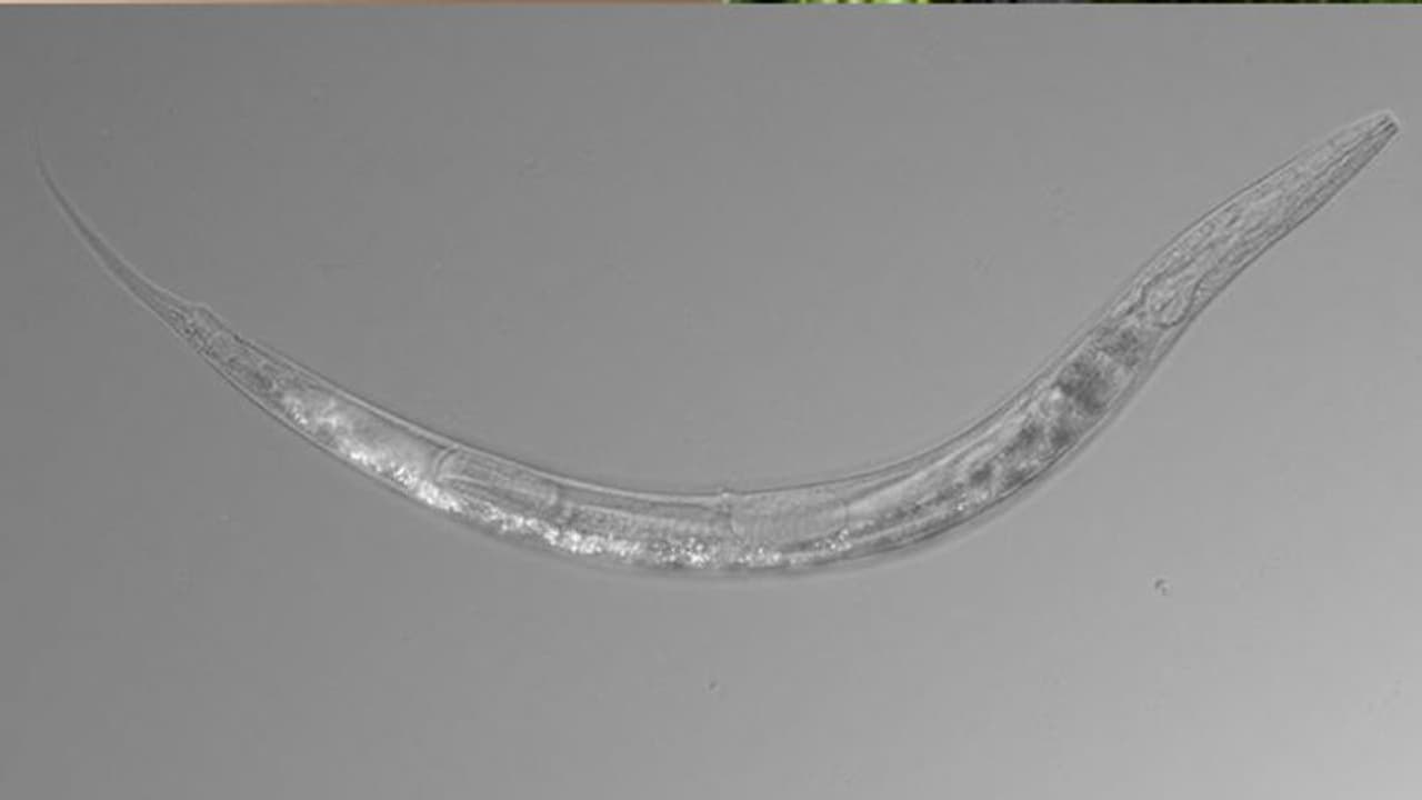 ആണും പെണ്ണും പിന്നെ മൂന്നാം ലിംഗവും കംഗാരുവിന് സമാനമായ സഞ്ചിയുമായി ഒരു ജീവി ! ആണും പെണ്ണും പിന്നെ മൂന്നാം ലിംഗവും കംഗാരുവിന് സമാനമായ സഞ്ചിയുമായി ഒരു ജീവി !